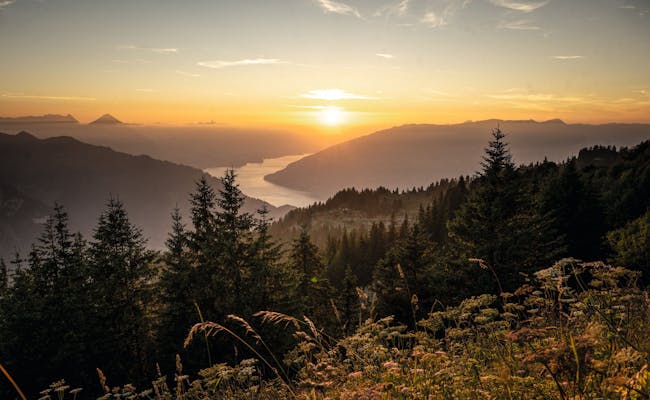 Schynige Platte: atardecer impresionante sobre los Alpes suizos, experiencia natural en el crepúsculo
