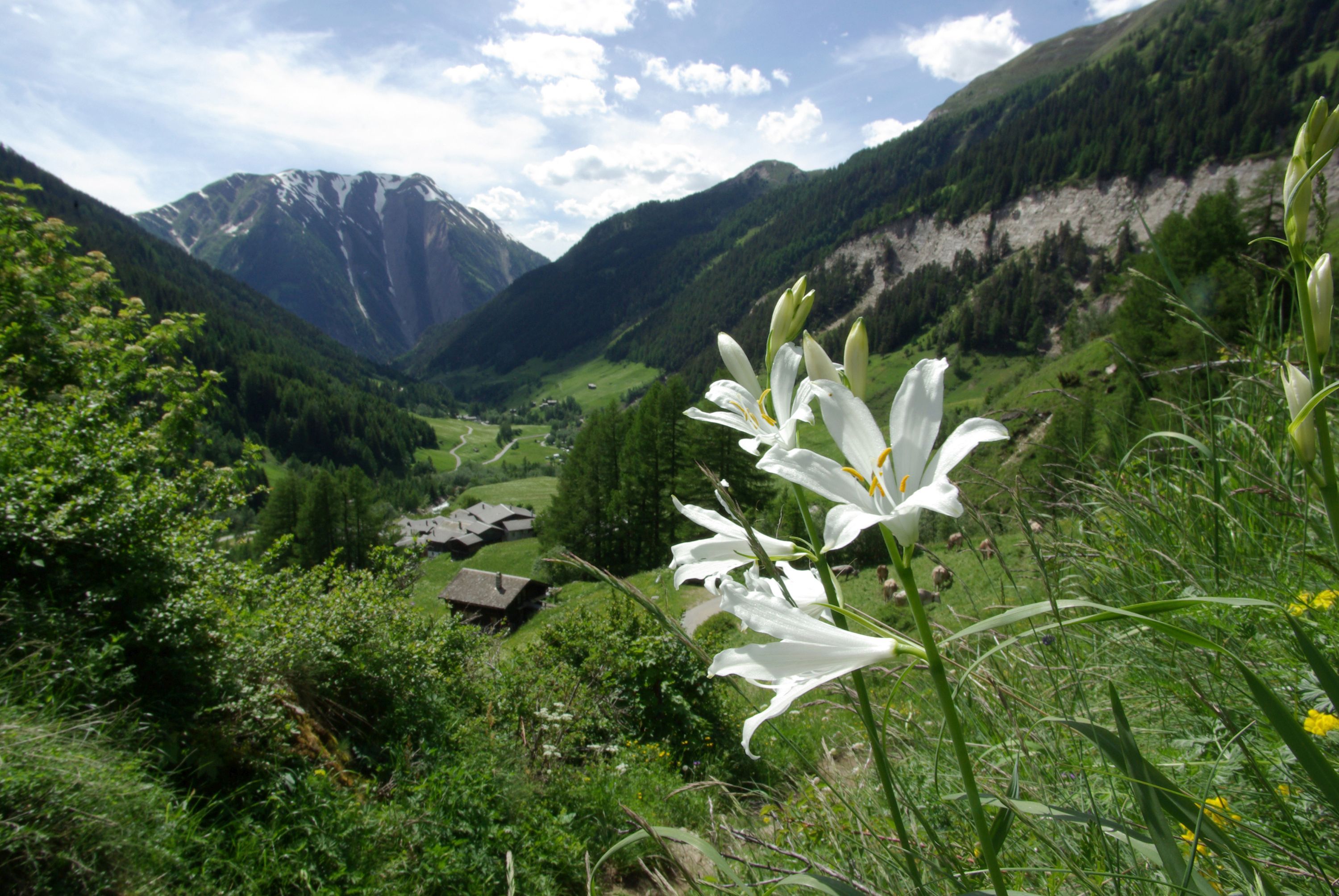 자연 공원 빈탈의 꽃, 알프스 전경, 초록색 목초지와 산들이 보입니다.