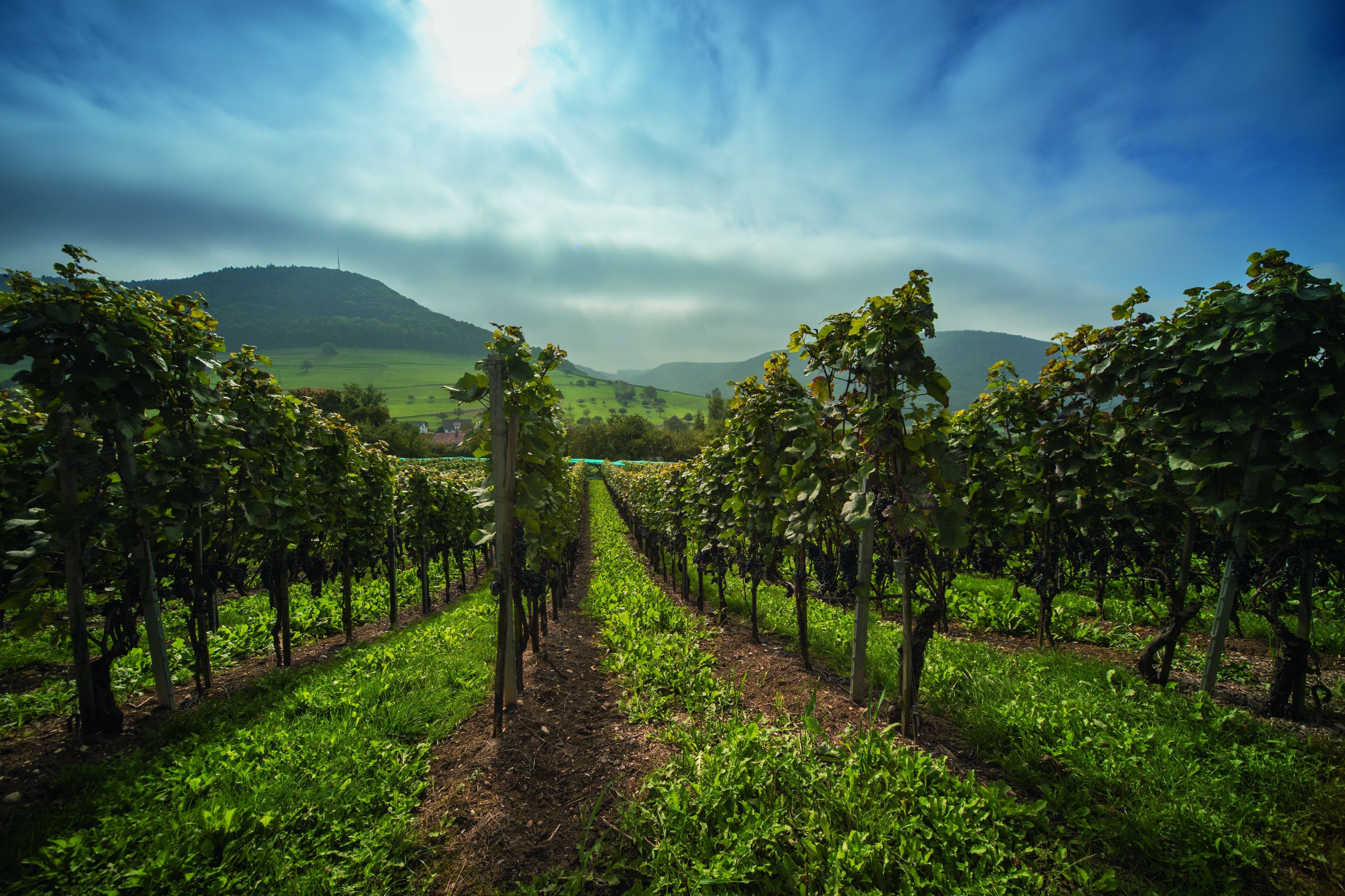 자연공원 샤프하우젠의 포도밭, 푸른 들판과 푸른 하늘