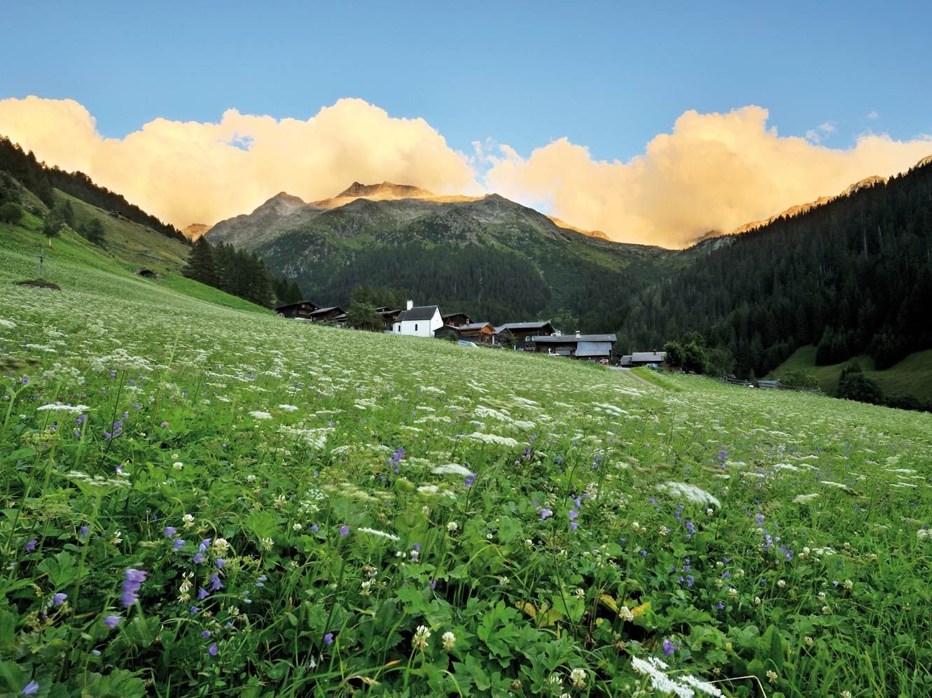 빈탈 자연공원은 배경에 산이 있는 꽃이 만발한 초원을 보여줍니다.