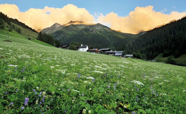 Il Parco Naturale Binntal mostra un prato fiorito con le montagne sullo sfondo.