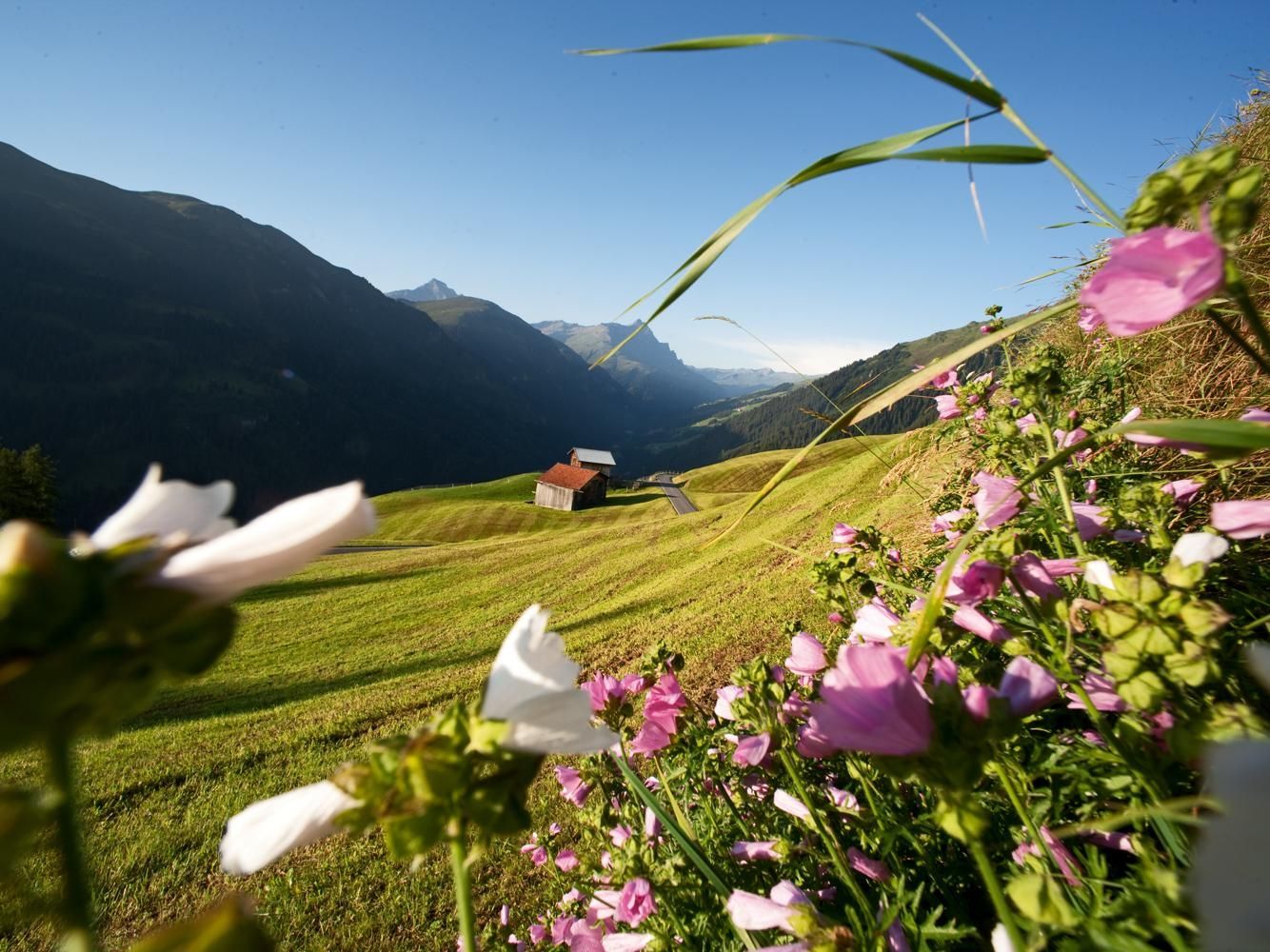 베베린 자연공원과 다채로운 꽃과 초원, 산의 맑은 전경