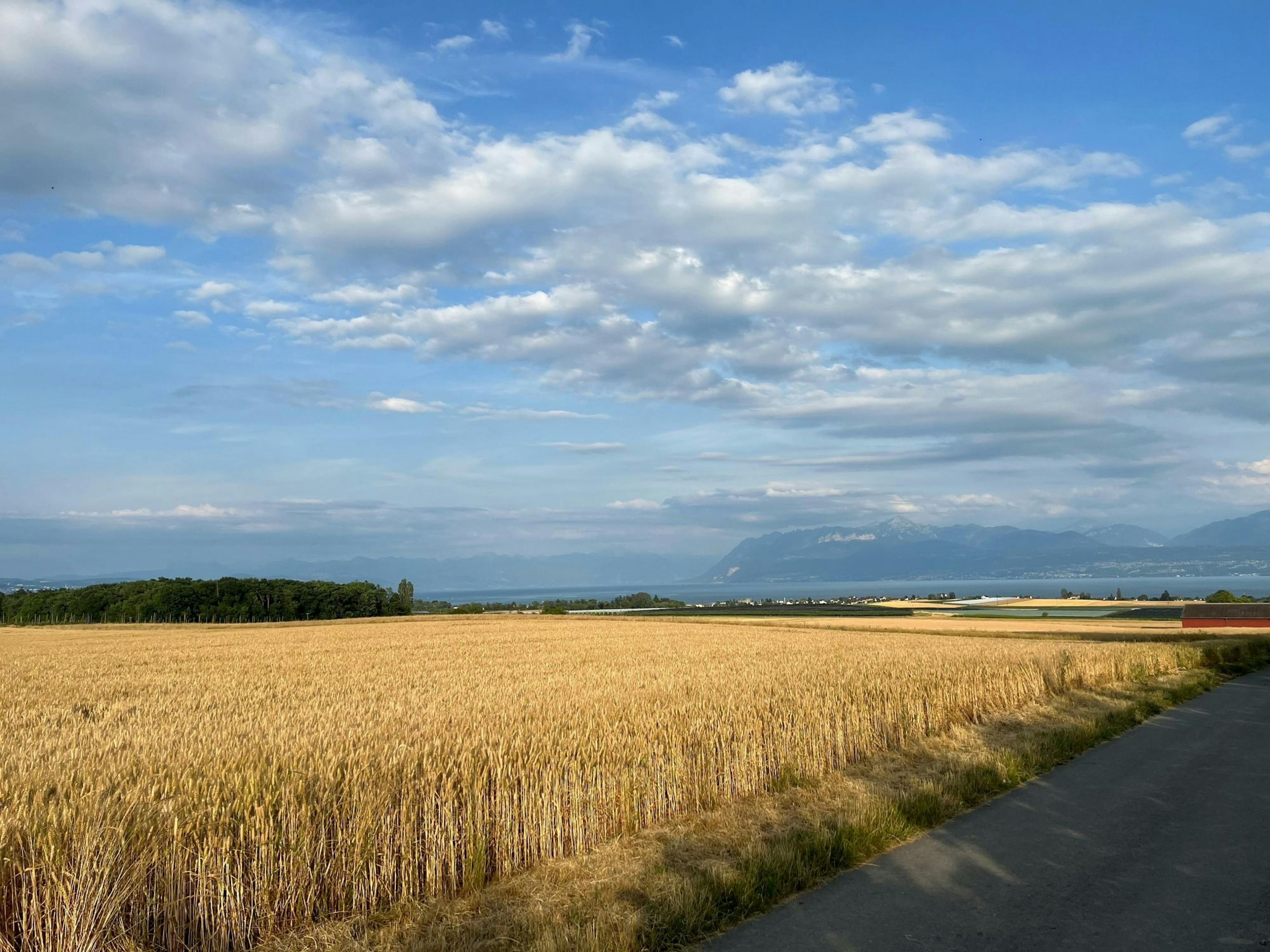 Landskap ladang dengan bijirin dan pemandangan tasik. Sesuai untuk pencinta alam dan pendaki.