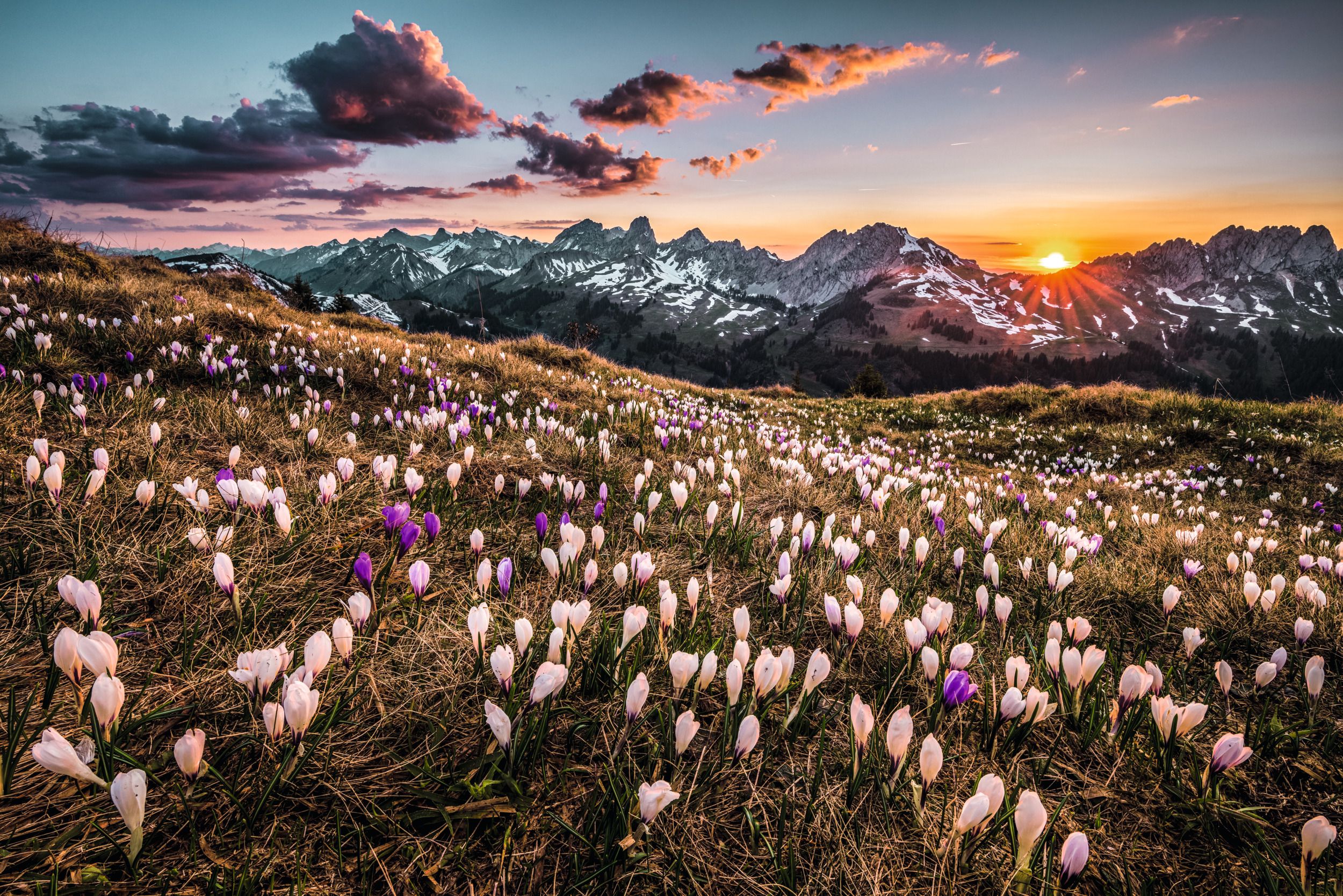Zweisimmen : magnifique champ de fleurs printanières avec montagnes et coucher de soleil. Idylle en Suisse.