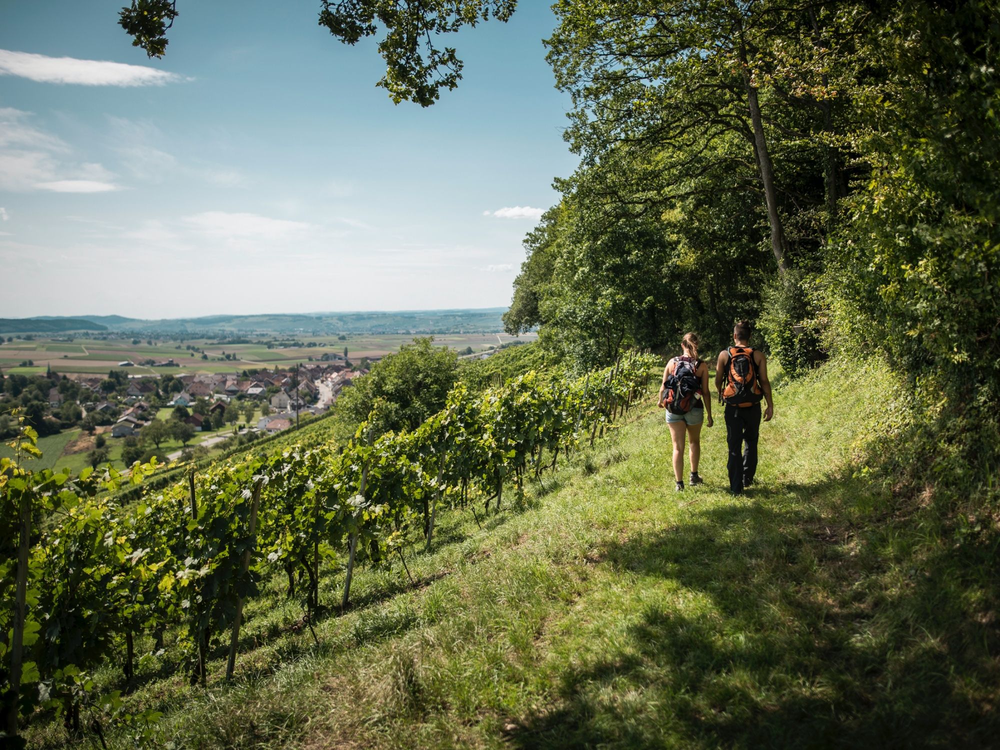 자연공원 샤프하우젠에서 포도밭과 전망을 가진 하이커.