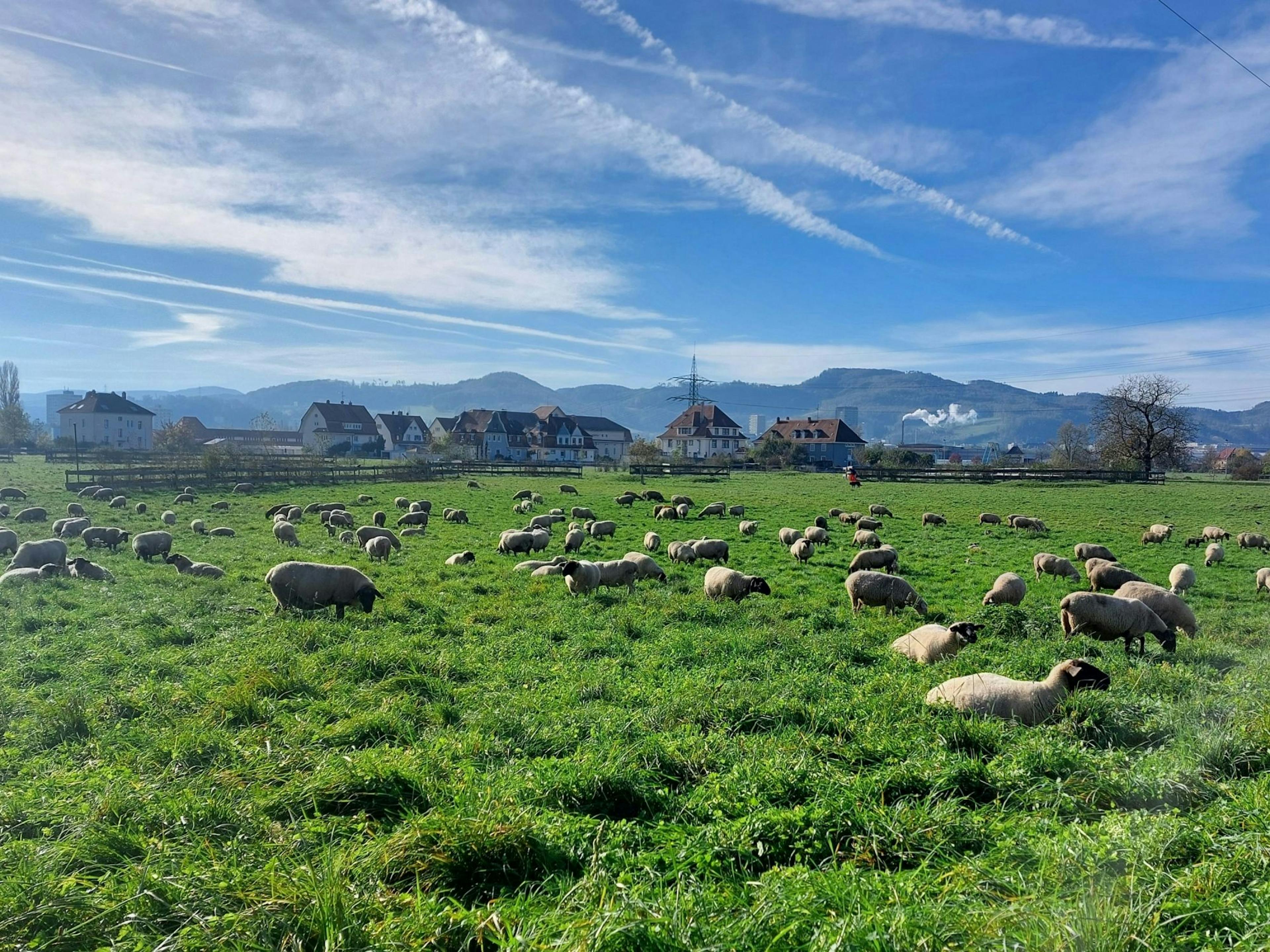 Kambing di padang rumput yang indah dengan pemandangan yang menakjubkan dan gunung di latar belakang, sesuai untuk pencinta alam.