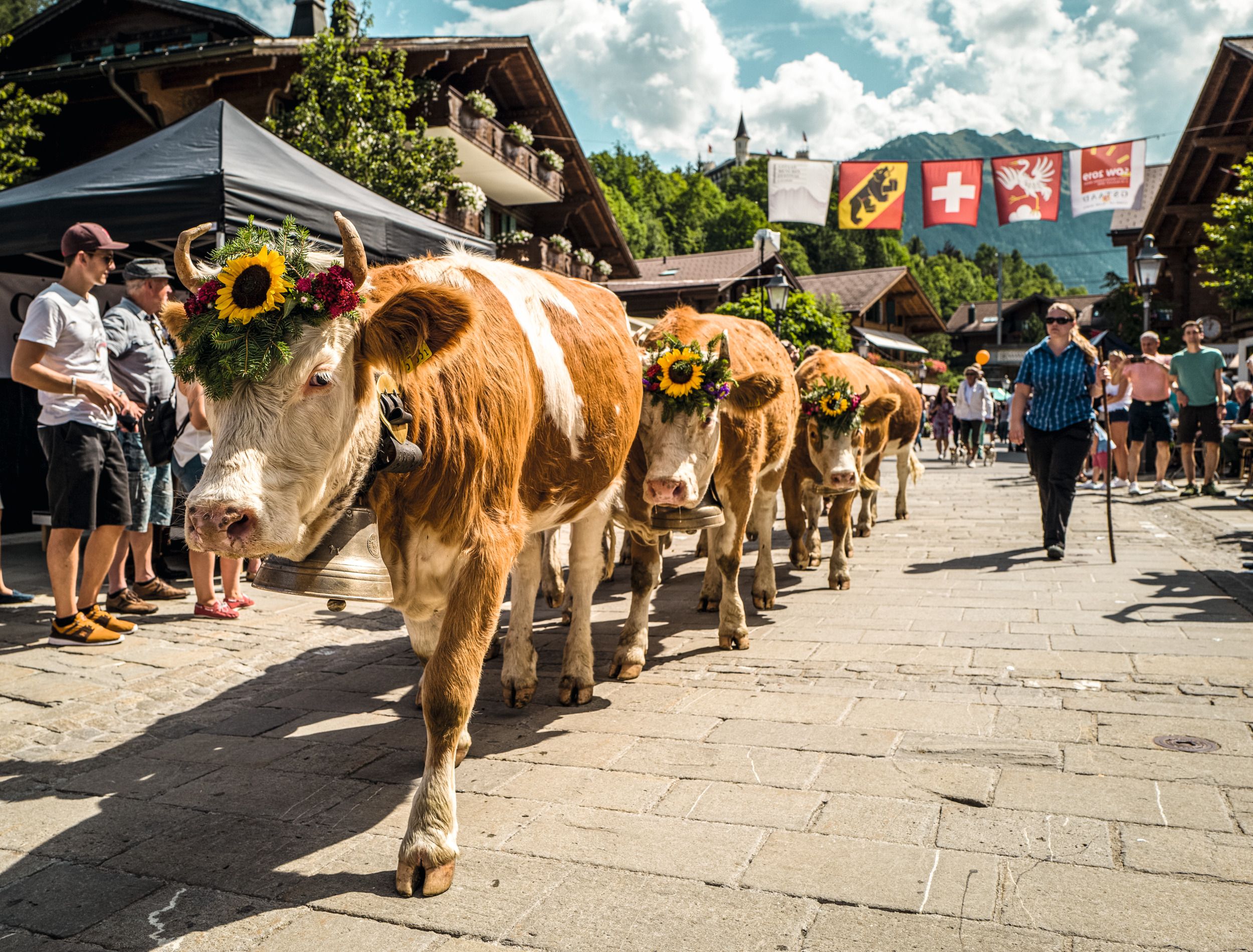 Gstaad : Descente traditionnelle des alpages avec des vaches décorées de fleurs, dans un cadre pittoresque.