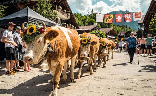 Gstaad: Tradicional descenso de ganado con vacas, decoradas con flores, en un entorno pintoresco.