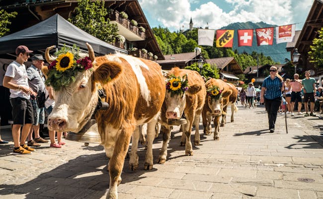 Gstaad Alpabzug (Foto: Schweiz Tourismus Markus Aebischer)