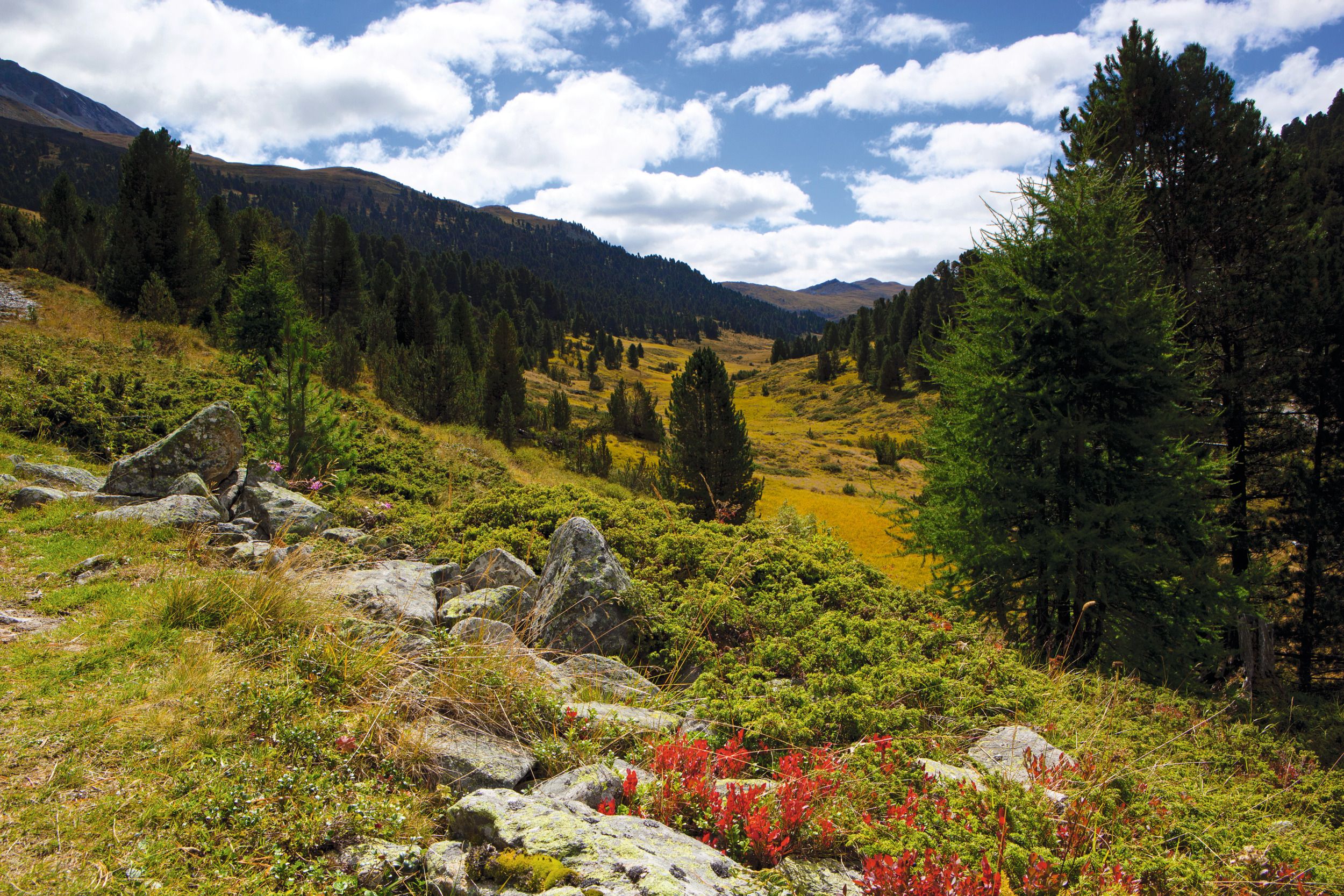 Parco Nazionale Scharl: Prati verdi, montagne e aria pura in un meraviglioso paradiso naturale.