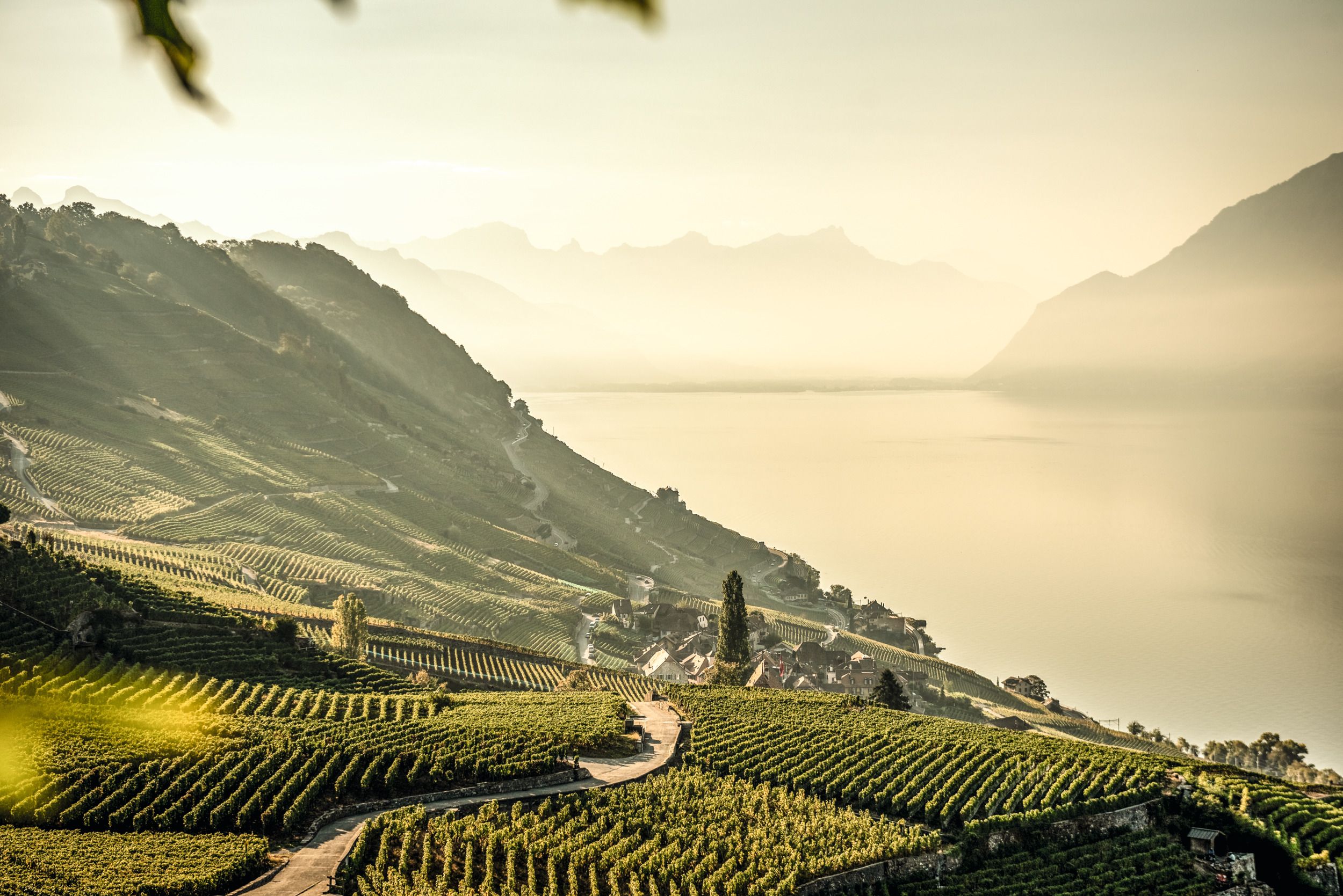 Lavaux : des vignobles pittoresques au bord du lac Léman avec vue sur les Alpes, parfaits pour se ressourcer.