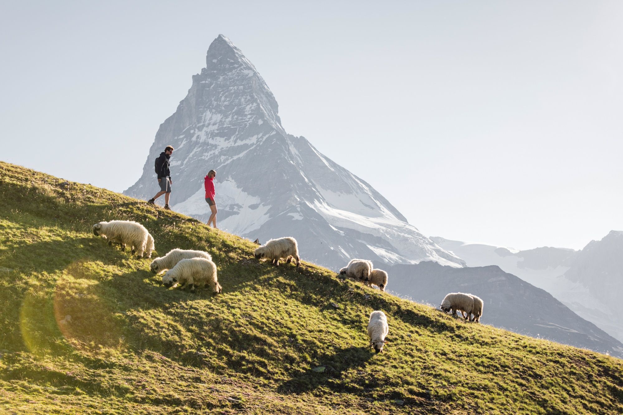 Wandelen Riffelberg met uitzicht op de Matterhorn en schapen, ideaal voor natuur- en bergliefhebbers.