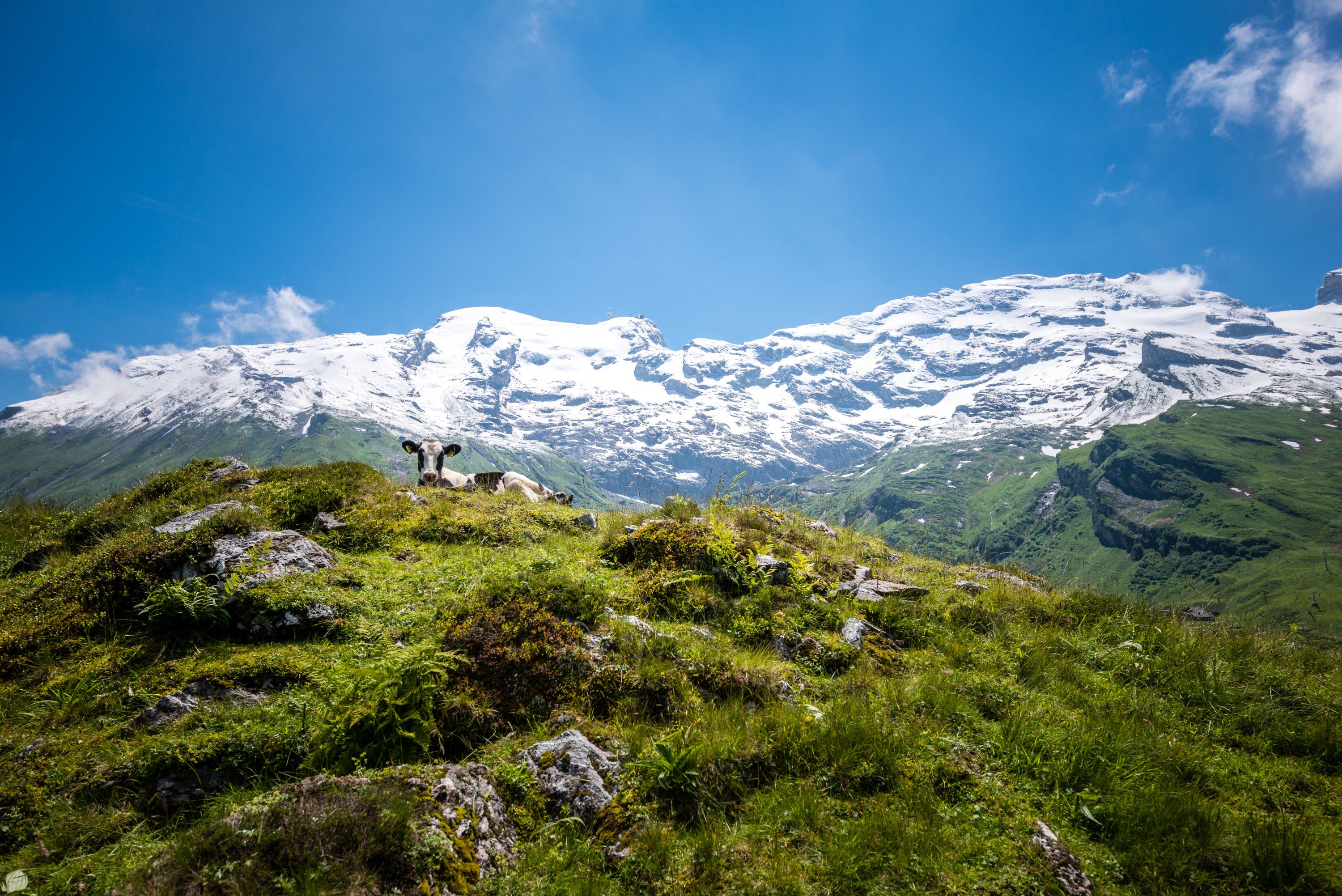 Titlis: panoramisch uitzicht op de majestueuze bergen en groene weiden in de zomer met activiteiten in de natuur.