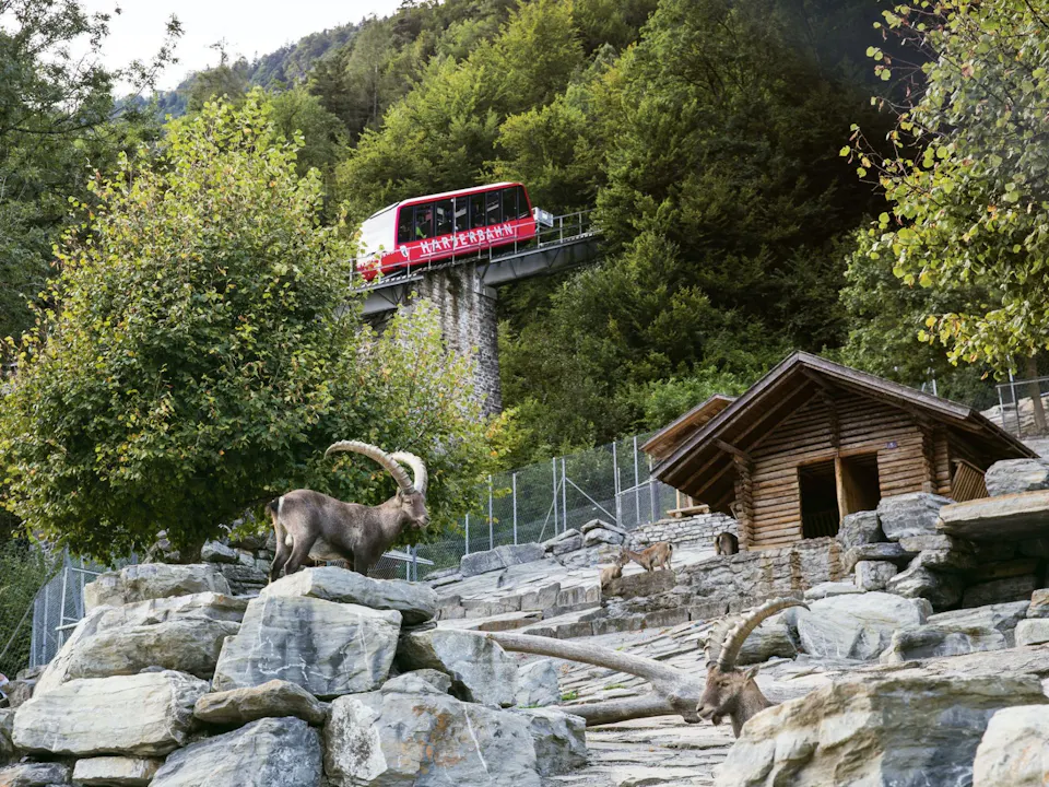 Harder Kulm Steinbock Wildpark
