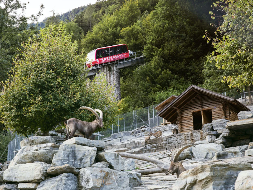 Harder Kulm Steinbock Wildpark