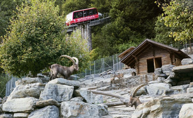 Ibex Game Park (Photo: Jungfrau Railways)