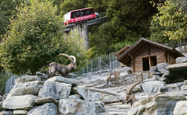 Steinbock Wildpark (Foto: Jungfraubahnen)