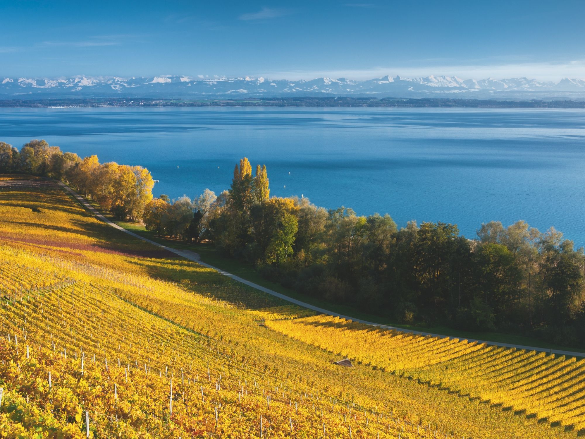Lago di Neuchâtel con vigneti in autunno, chiara vista sulle Alpi, superficie dell'acqua calma.