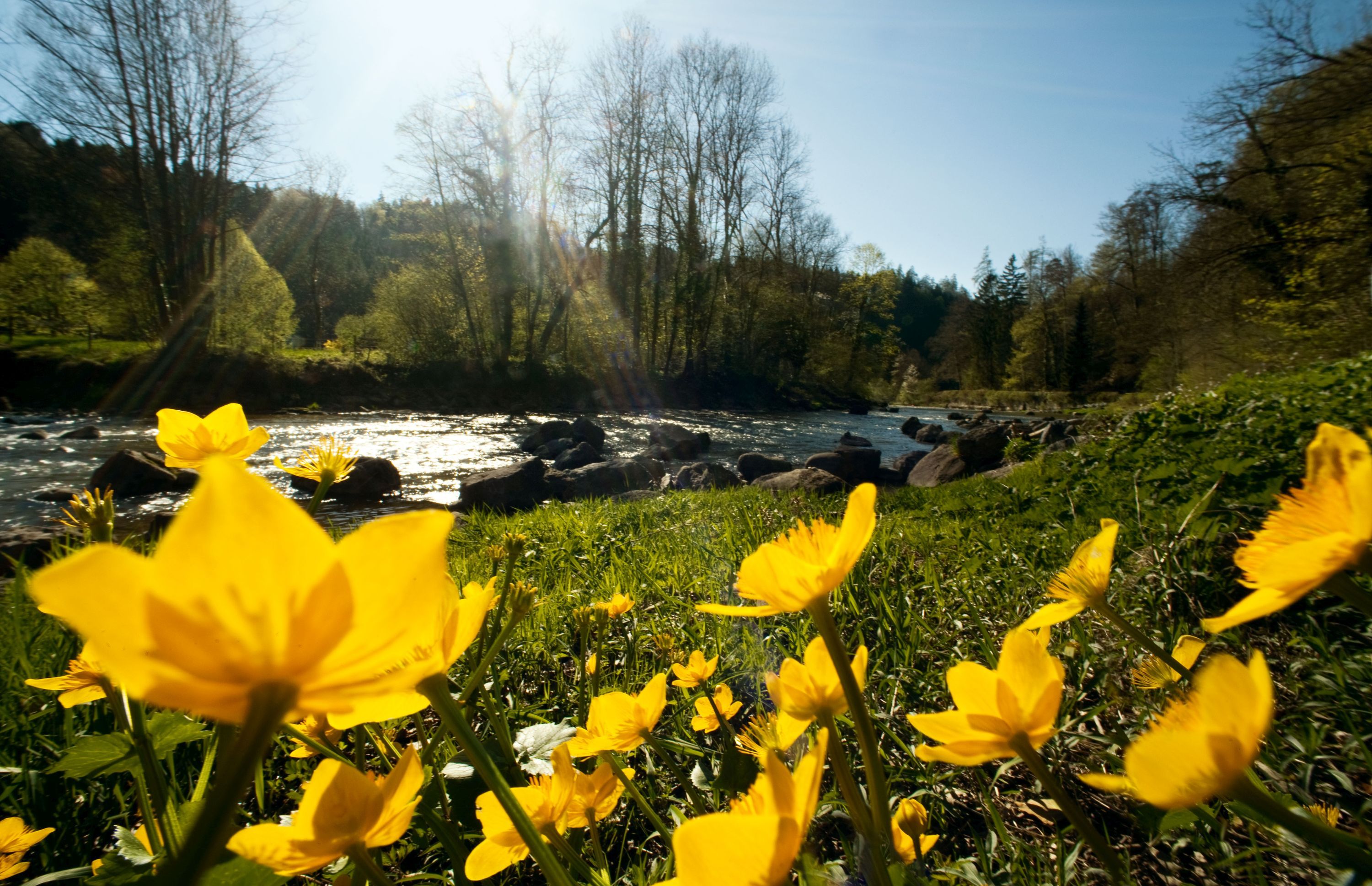 시흘바르드 자연공원에서의 햇살, 앞쪽에 노란 꽃, 반짝이는 수면.