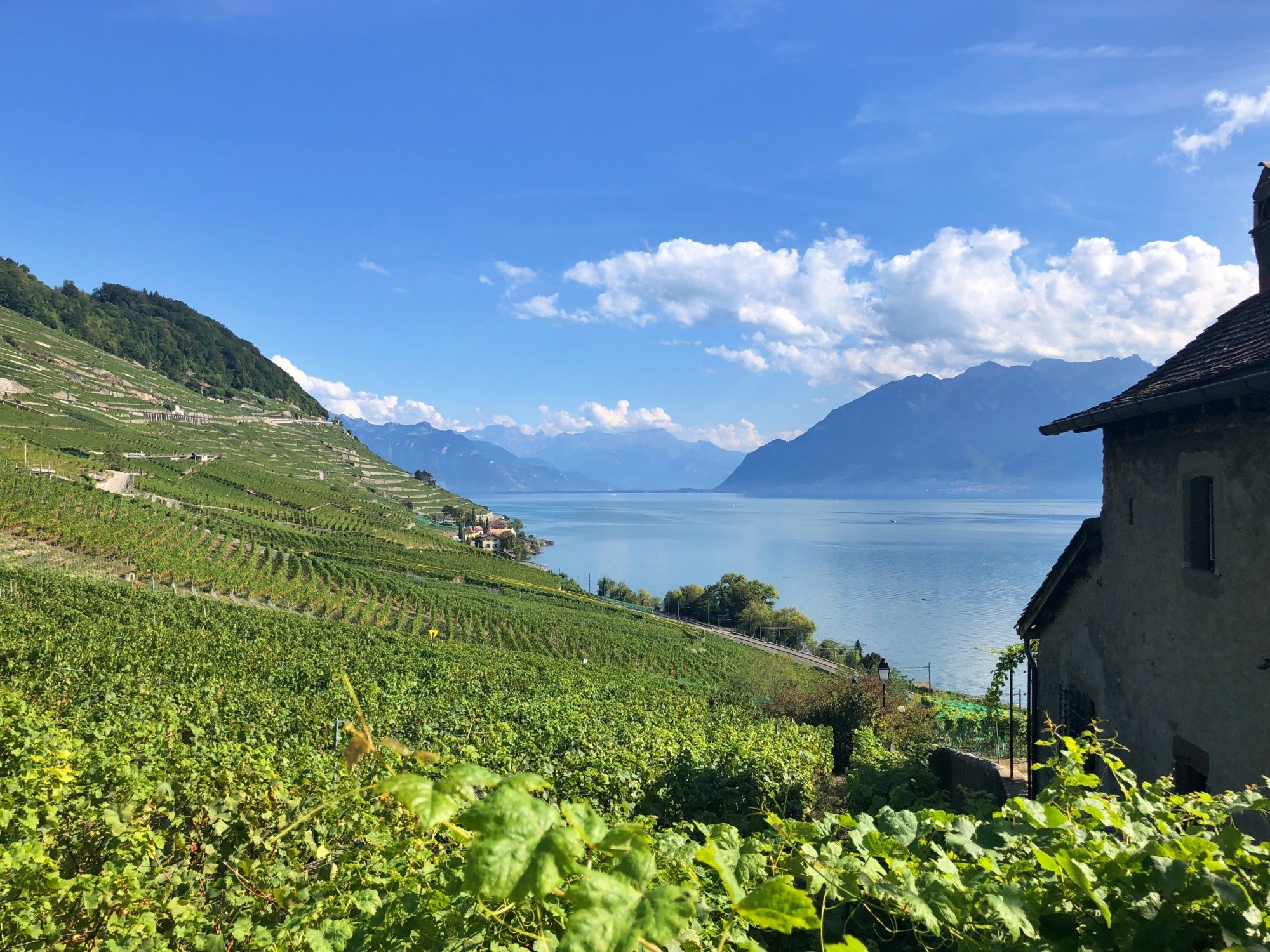 Vigneti Lavaux presso Montreux con una vista mozzafiato sul Lago di Ginevra e le Alpi.