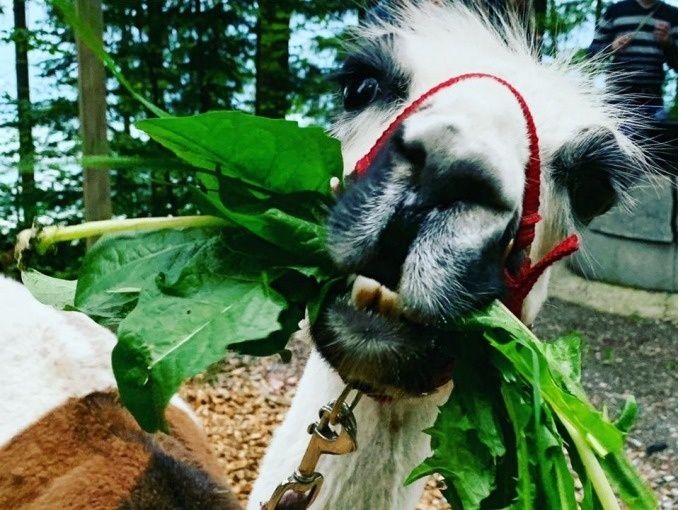 Alpaka makan rumput segar semasa perjalanan trekking