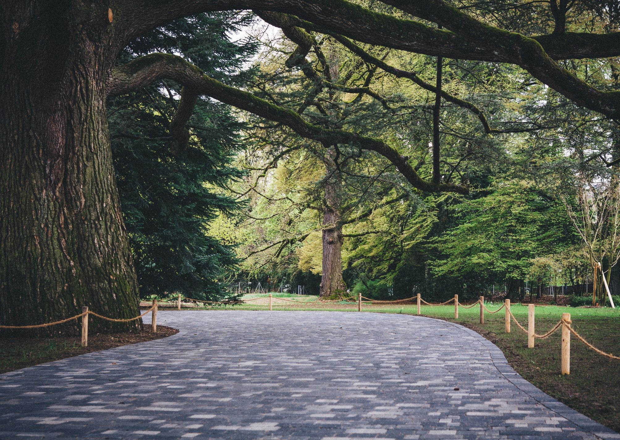 Świat Chaplina: malowniczy park z imponującymi drzewami i ścieżkami, idealny na spacery.