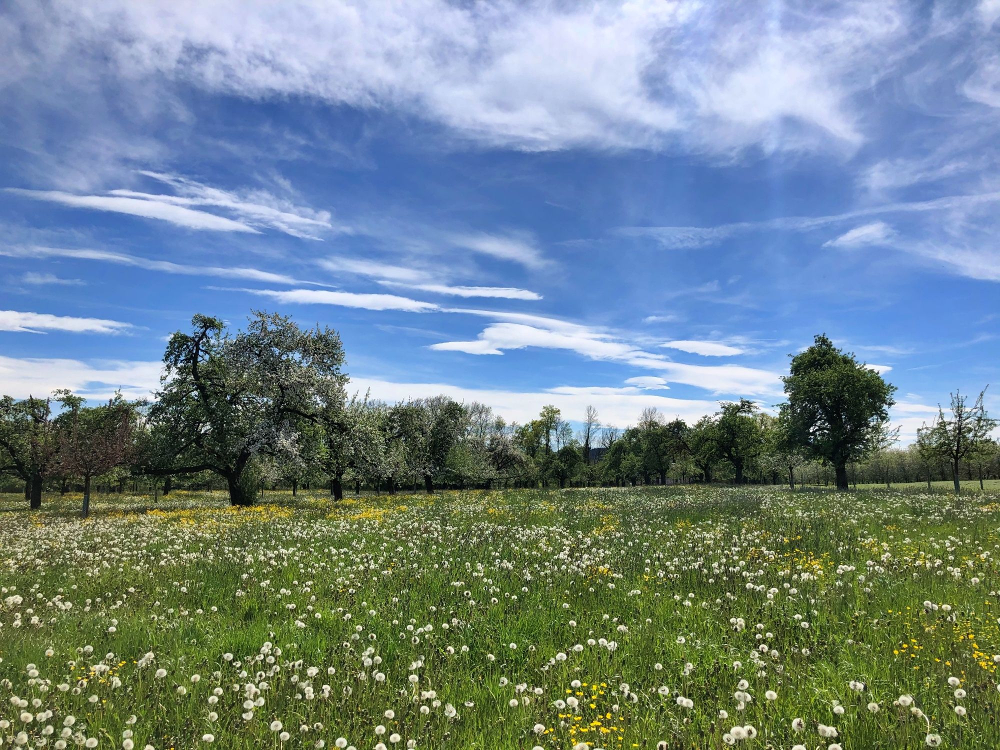 Altnauer Apple Path: vast meadow with dandelions and fruit trees in spring in Switzerland.