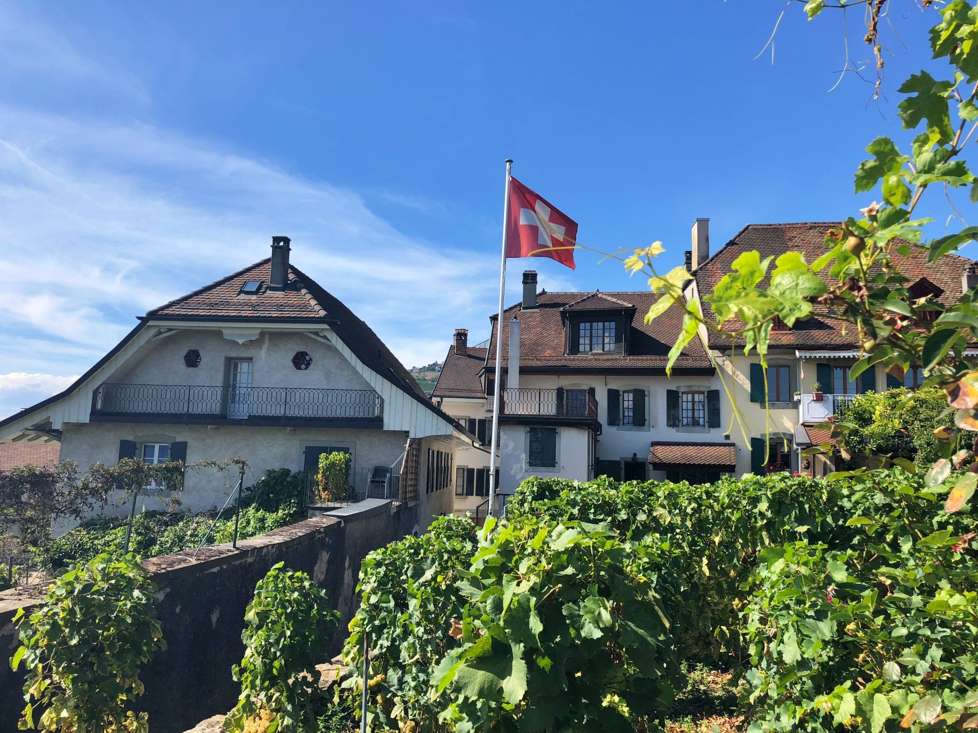 Vinice v Lavauxu s budovami a švýcarskou vlajkou