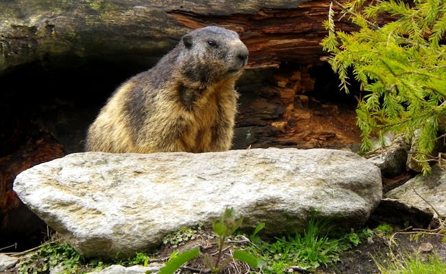 Marmotte (photo : Seraina Zellweger)