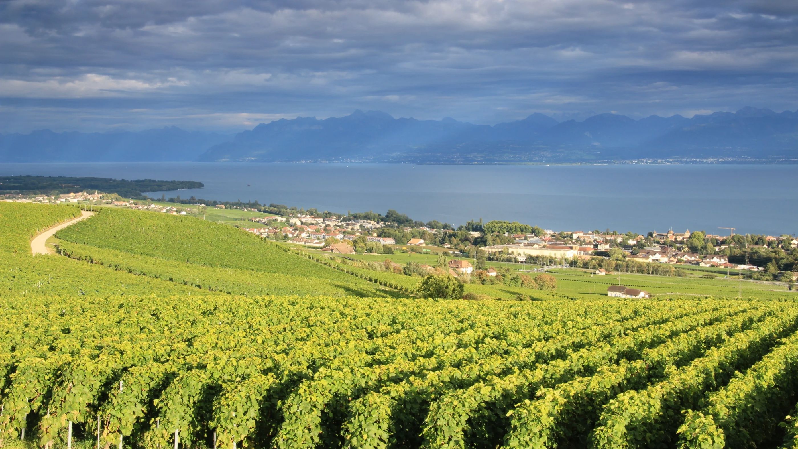 Genévsko jezero s vinicemi a výhled na hory