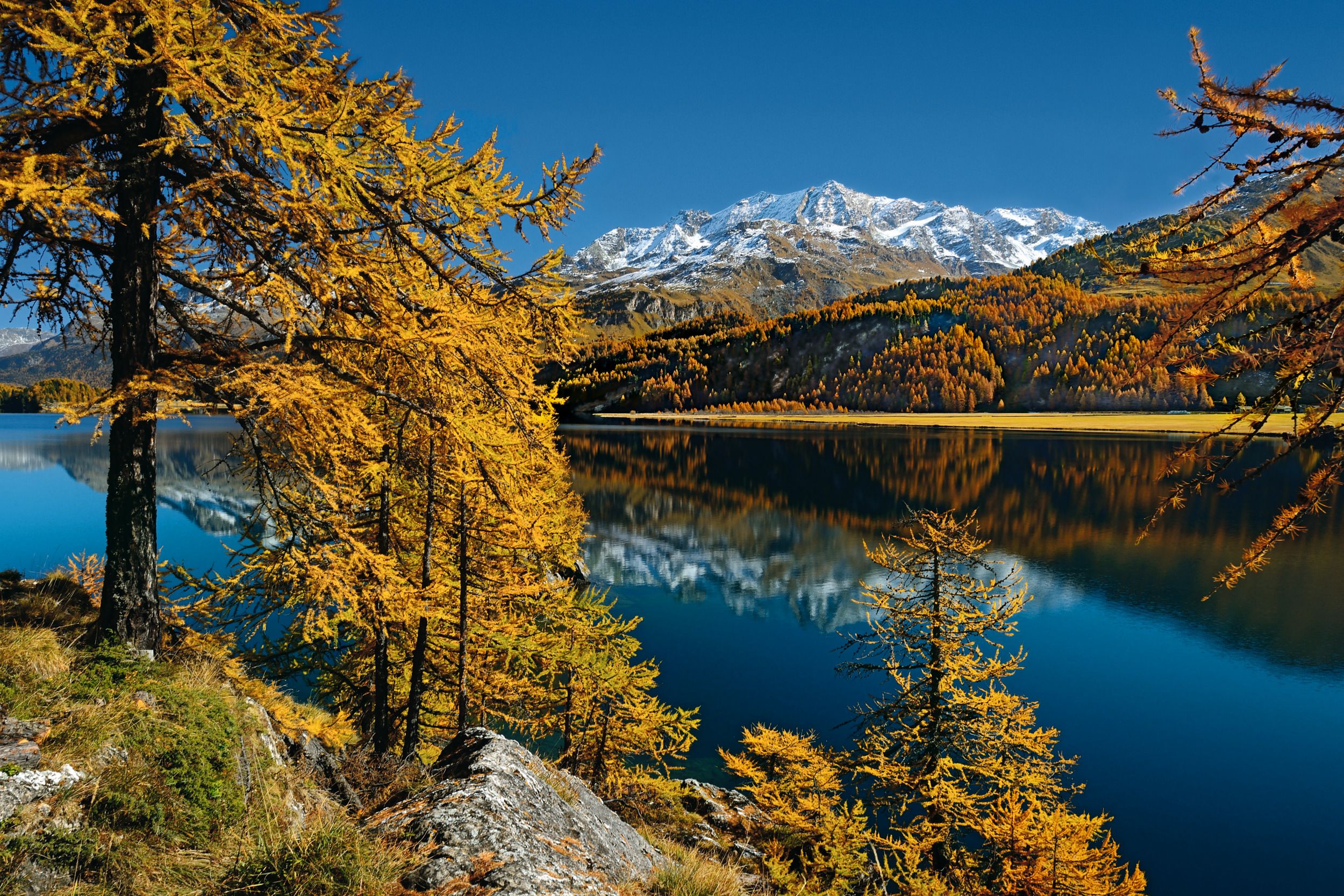 Lac de Silvaplana avec des feuillages d'automne colorés et des montagnes enneigées, idéal pour les amoureux de la nature en Suisse.