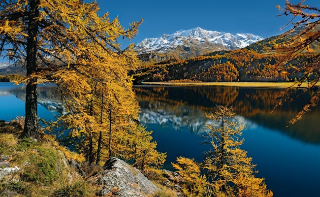Lago Silvaplaner con hojas de otoño coloridas y montañas cubiertas de nieve, ideal para los amantes de la naturaleza en Suiza.