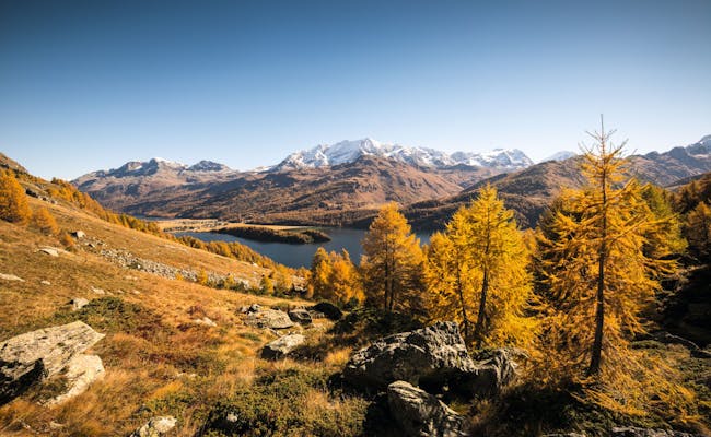 Engadina: impresionante paisaje otoñal con álamos amarillos, montañas y un lago al fondo.