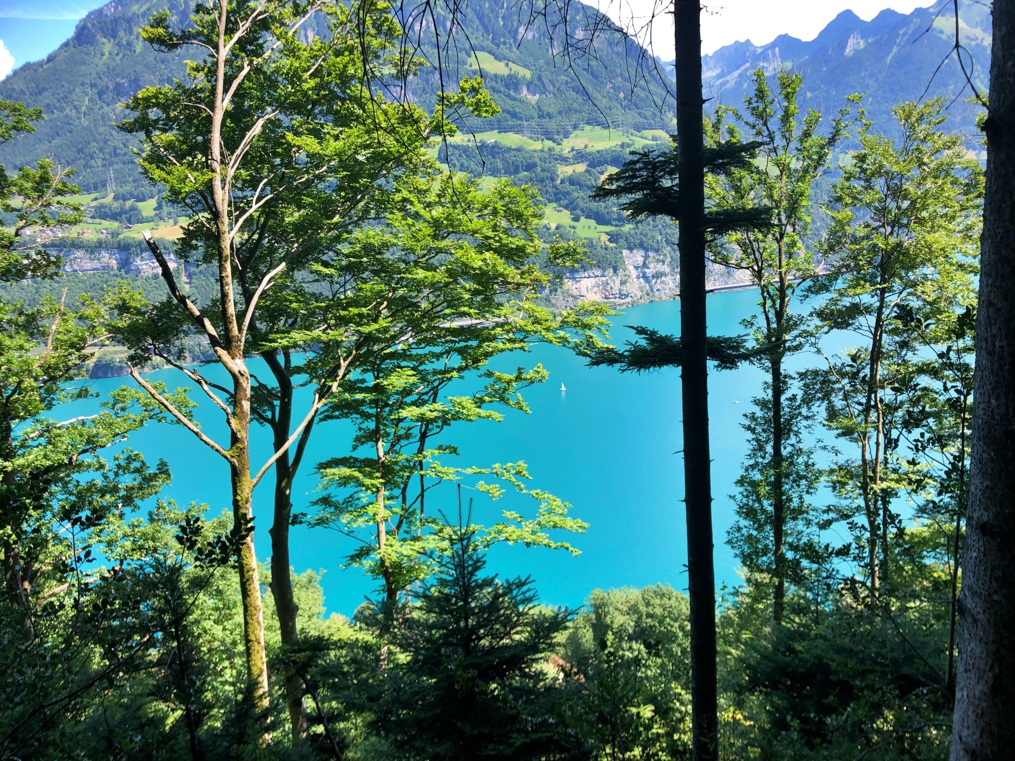 بحيرة فيرفالدستاتير: منظر للبحيرة من سيلسبرغ مع الأشجار المحيطة ومسارات المشي.