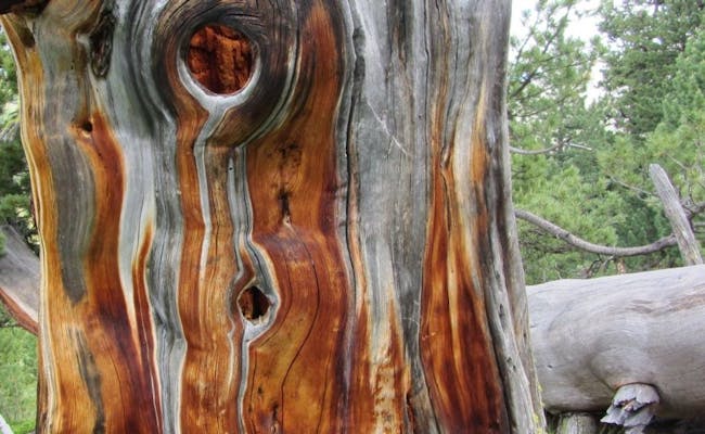 Swiss stone pine in God Tamangur (Photo: Graubünden Tourism)