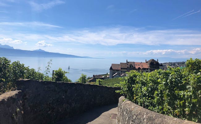 Vignobles de Lavaux au bord du lac Léman avec vue sur l'eau et rangées de vignes.