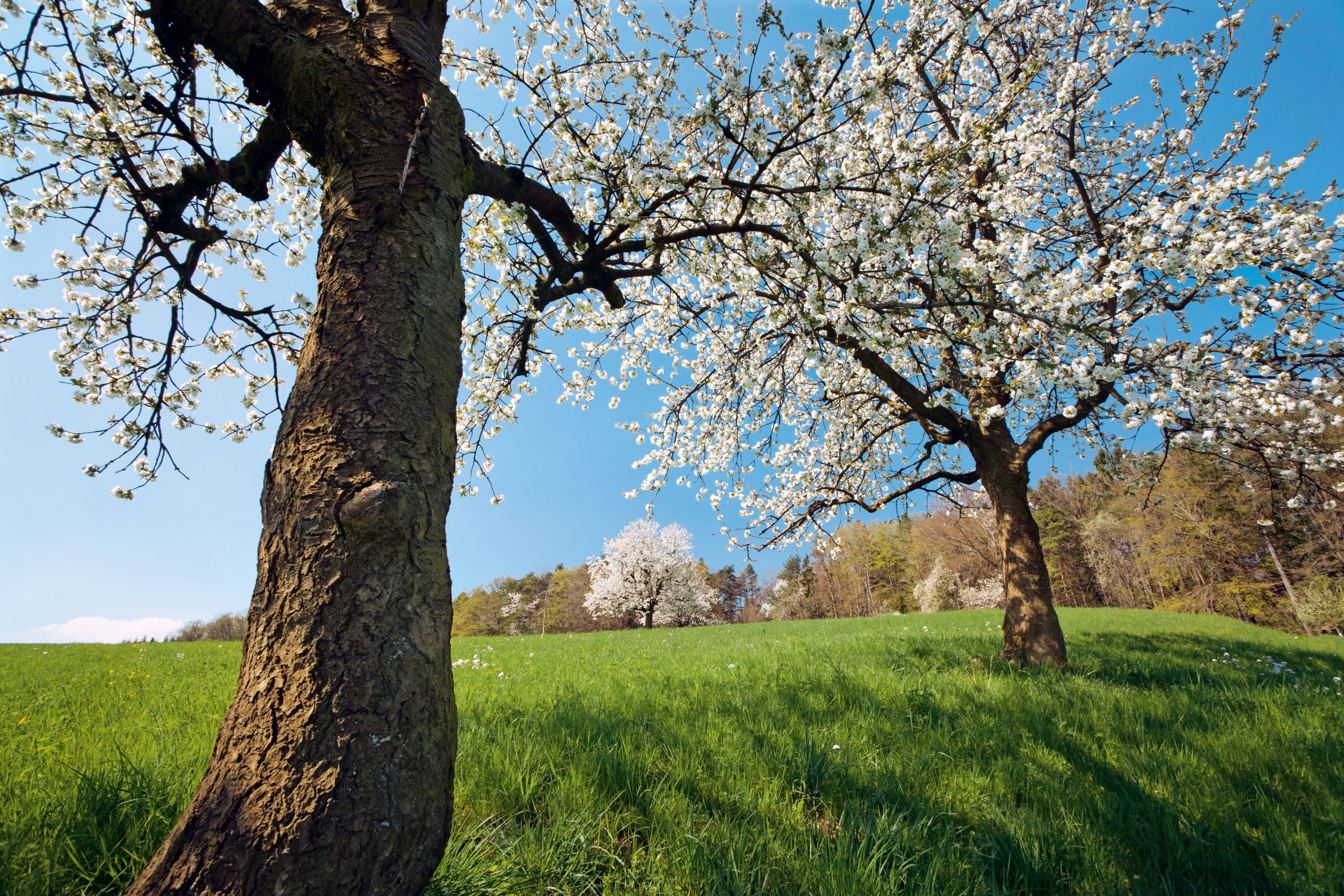 아르가우 주라파크와 봄의 꽃이 핀 나무들