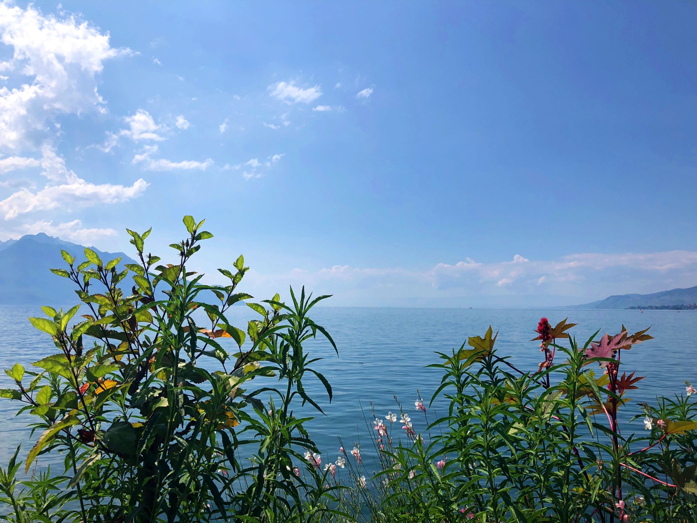 Promenade di Montreux: Relax al lago con fiori, vista sul Lago di Ginevra e le Alpi sullo sfondo.