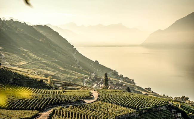 Lavaux: breathtaking wine region in Switzerland with mountains and nature.