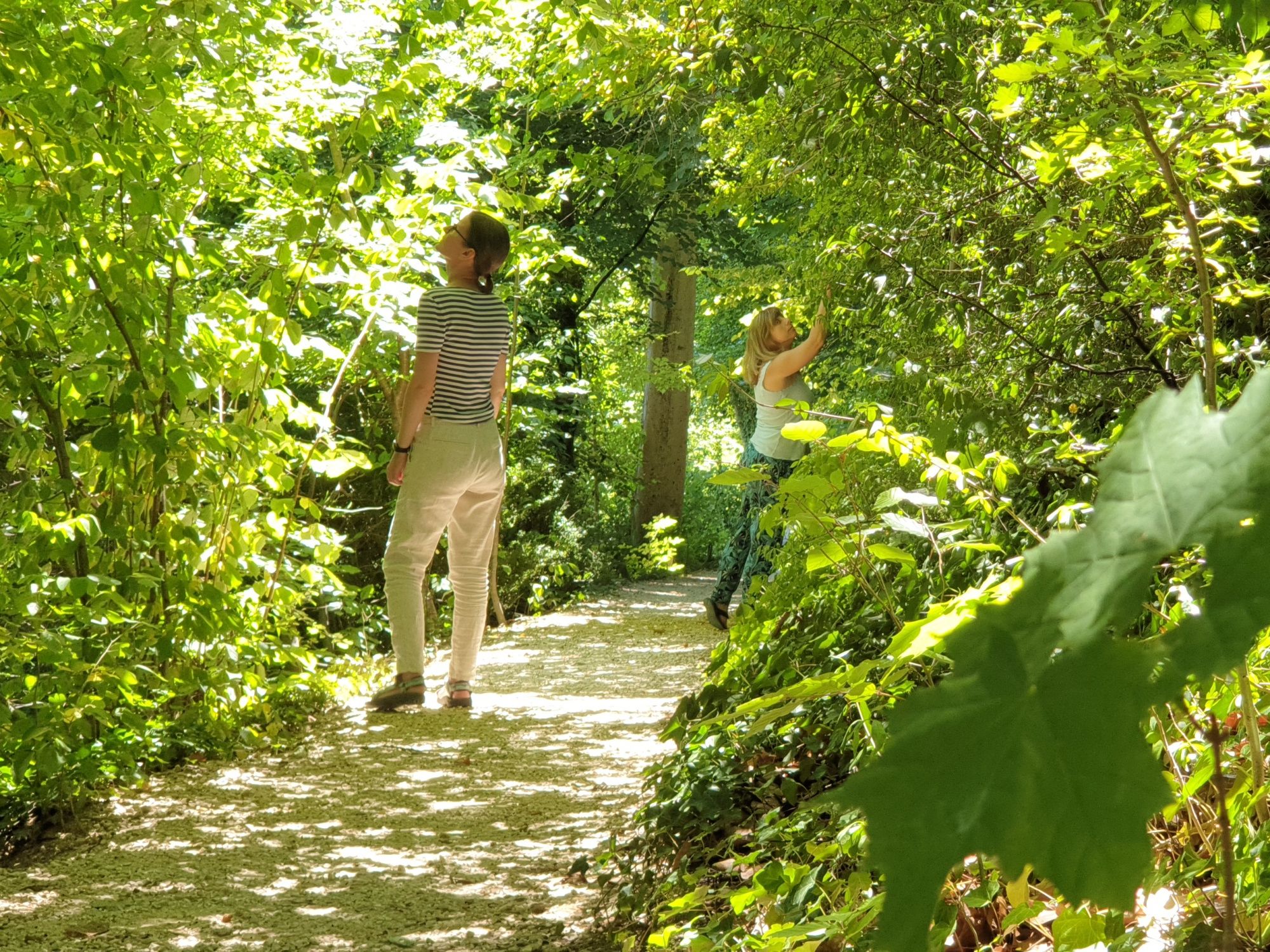Bienestar en el bosque: baño de bosque relajante en la naturaleza con paseo y descanso.