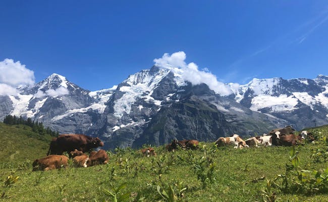 Cows in the Jungfrau region in front of majestic mountains, idyllic nature in summer.