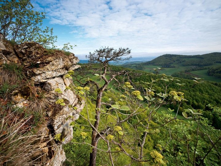 주라파크 아르가우, 나무와 풍경을 바라보며, 맑은 시야
