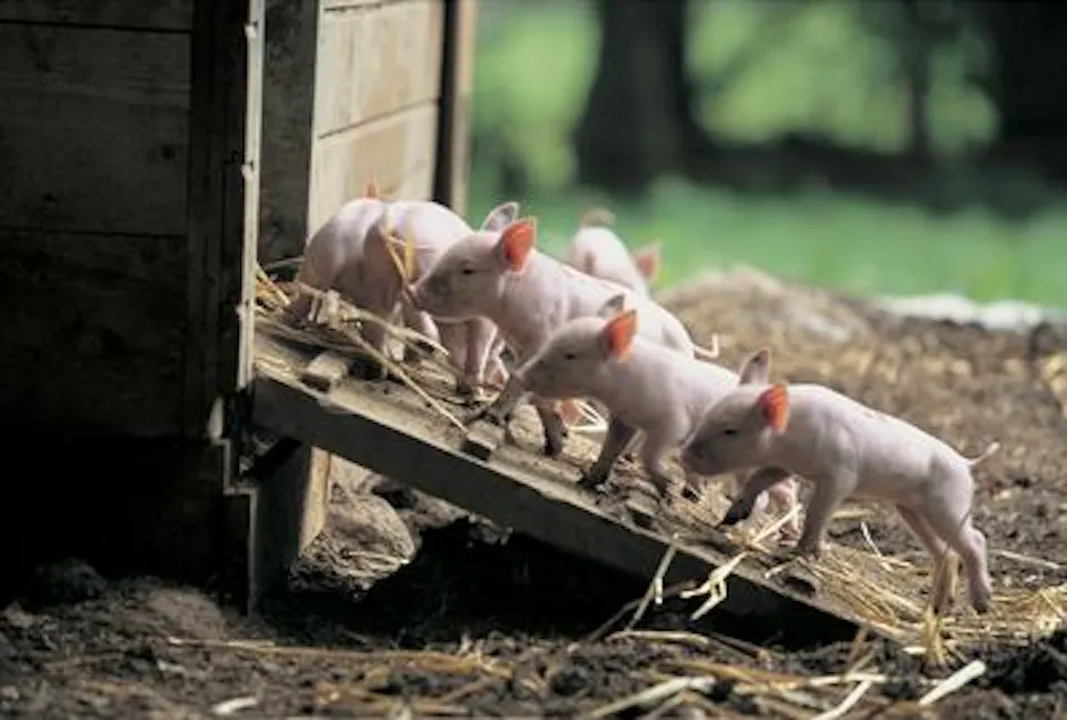 Ballenberg Ferkel