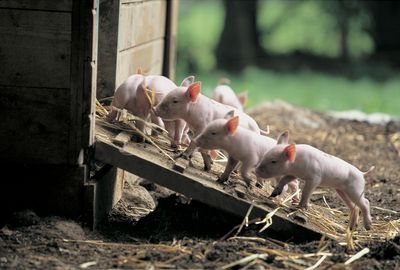 在巴伦贝格露天博物馆的小猪正在通过一条木坡道走向它们的畜栏。