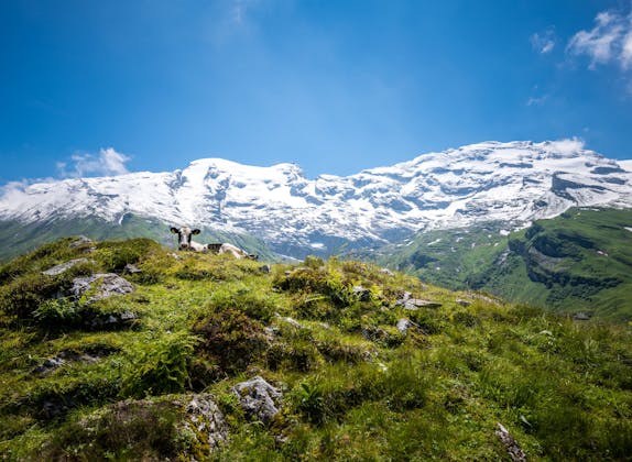 Titlis: atemberaubende Landschaft mit Bergen, Wiesen und einem blauen Himmel während der Sommermonate.
