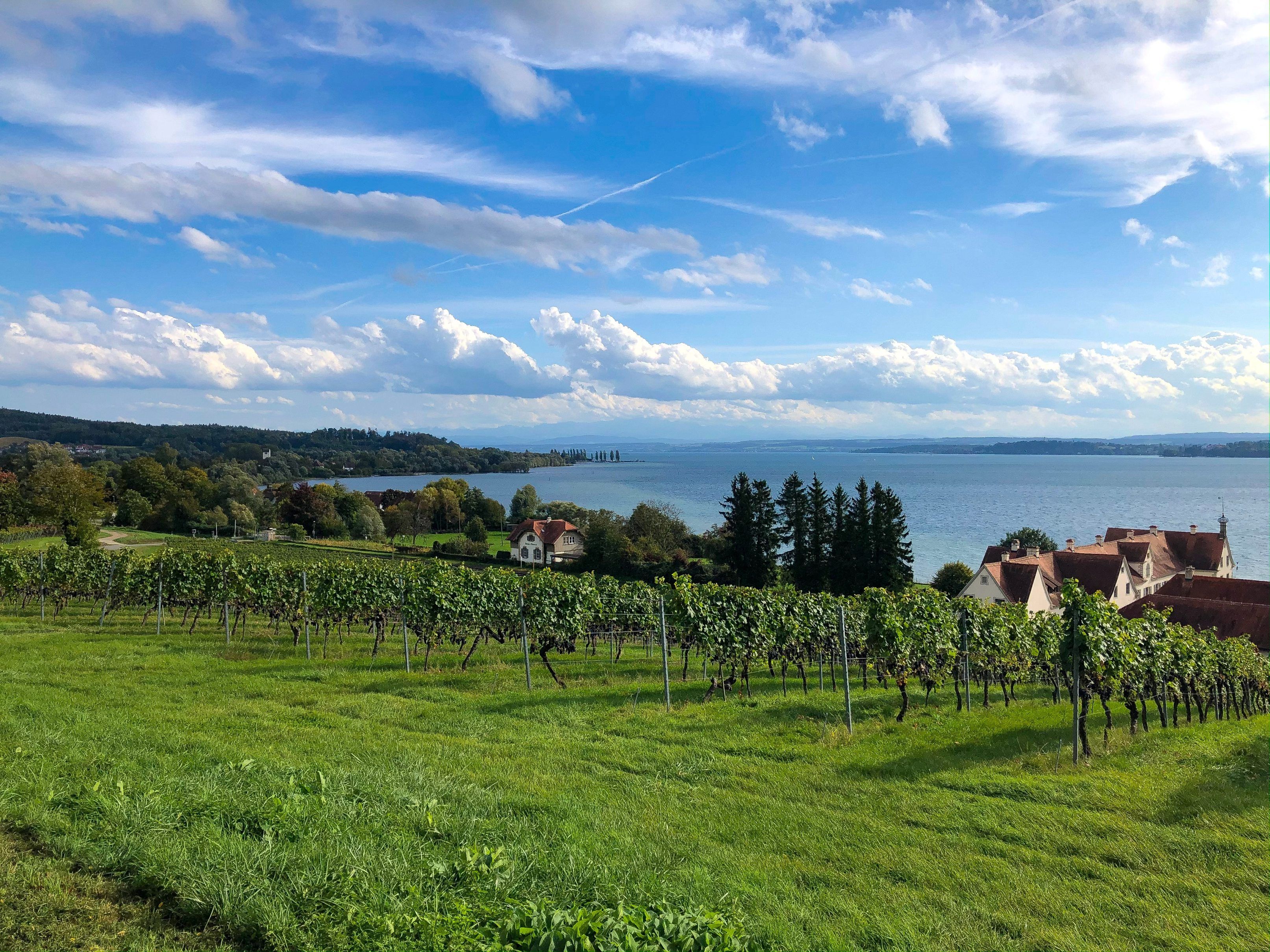 Lac de Constance : vue sur les vignes et le lac en été, paysage idyllique en Suisse.