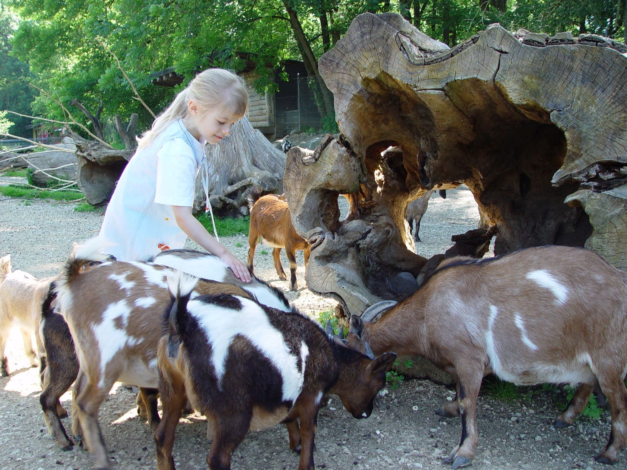 Knuffelweide met geiten, ideaal voor kinderen om te spelen en dieren te ervaren in de Zoo.