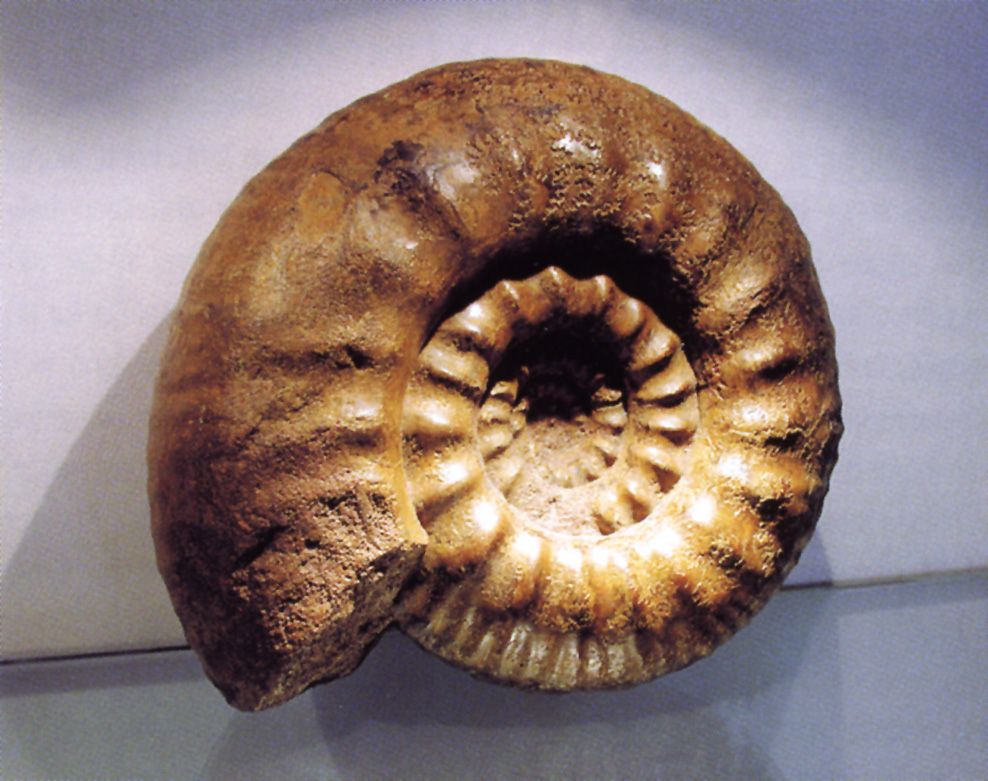 Hiking Ammonite Stones: Discover Fossils in the Nature Area, Diversity of Species, Fascinating Formation.