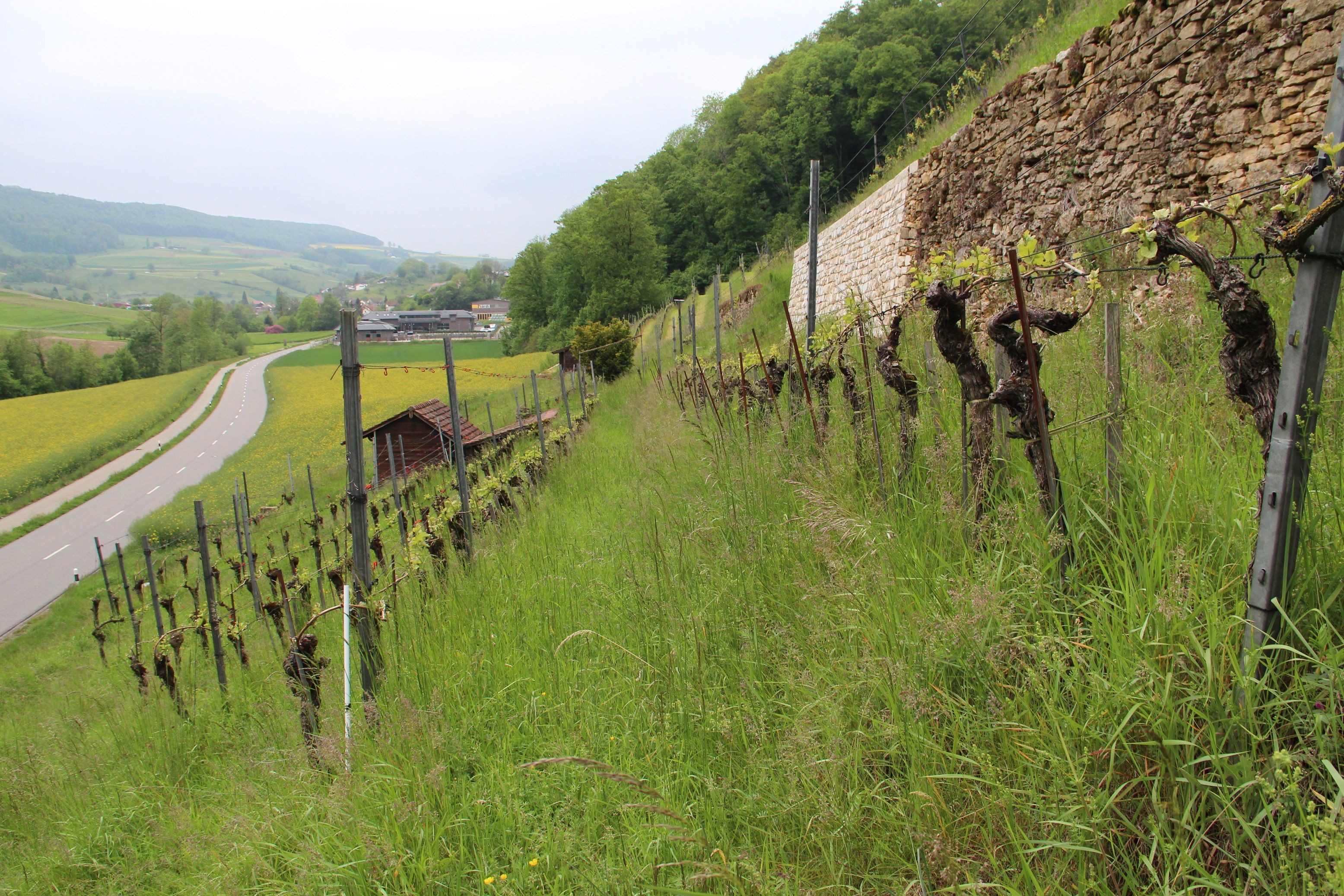 Vinhedos ricos em espécies: descubra a caminhada do vinho no Jurapark Aargau com vista deslumbrante para a natureza