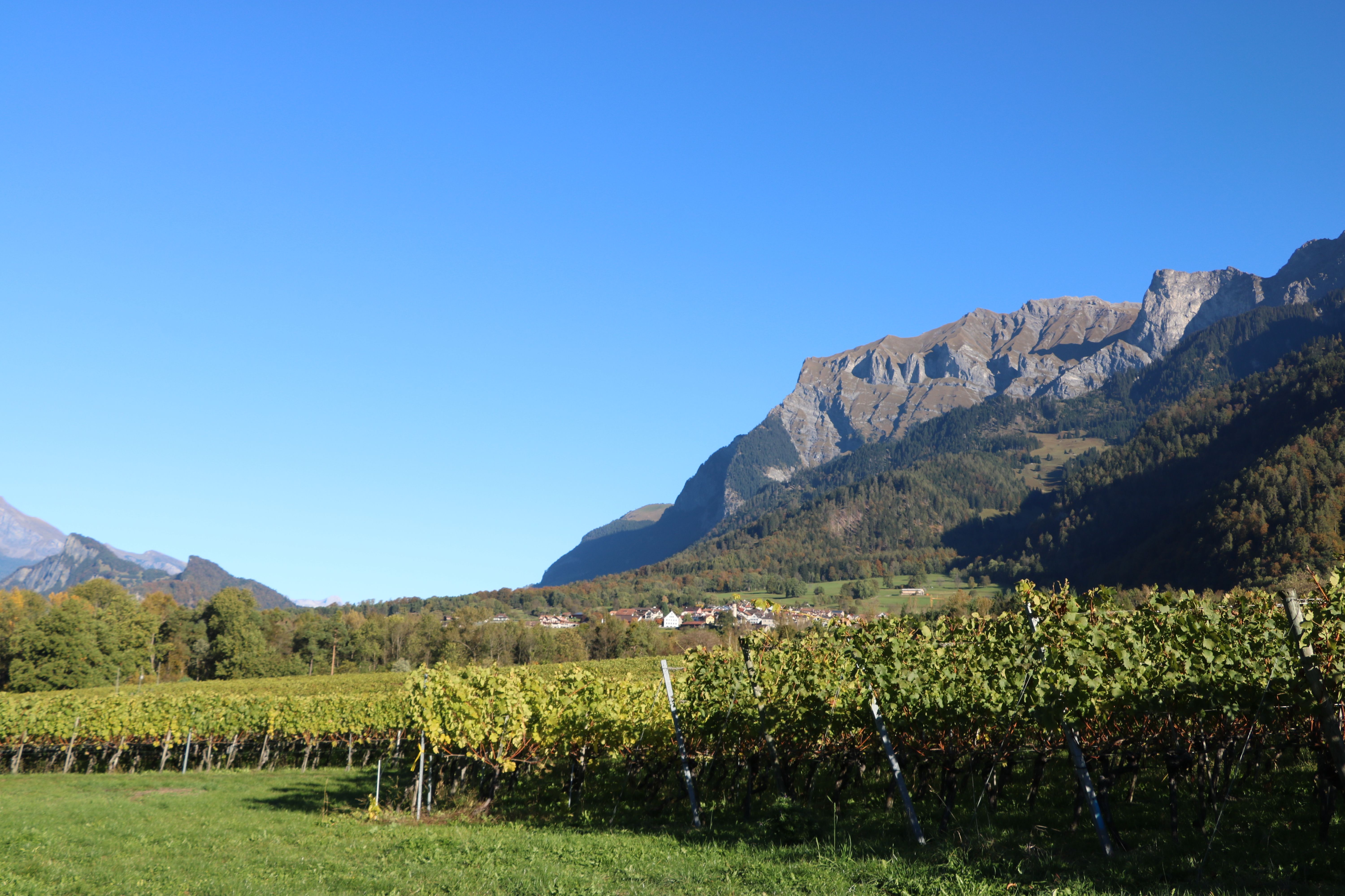 Εγχώρια κυριαρχία με αμπελώνες και τοπία των Άλπεων το φθινόπωρο